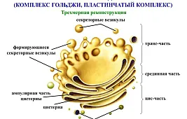 Аппарат Гольджи под микроскопом