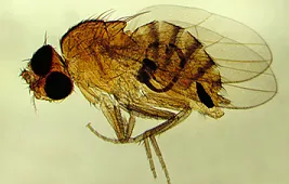 Как выглядит муха под микроскопом