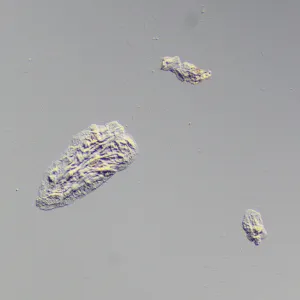 Устройство для работы методом дифференциально-интерференционного контраста (ДИК) MAGUS DIC290, изображение 8