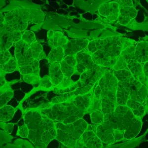 Микроскоп люминесцентный инвертированный цифровой MAGUS Lum VD500L LCD, изображение 23