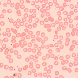 Микроскоп биологический MAGUS Bio 250BL, изображение 11