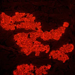 Микроскоп люминесцентный MAGUS Lum 450L, изображение 24