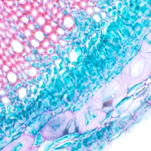 Микроскоп биологический MAGUS Bio 230T, изображение 12