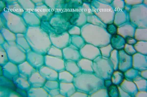 Видеоокуляр ToupCam 0,8 Мпикс (UHCCD00800KPA), изображение 6