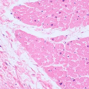 Микроскоп биологический MAGUS Bio 230BL, изображение 15