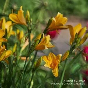 Объектив фотографический МС Рубинар 4,5/300 Макро, изображение 3